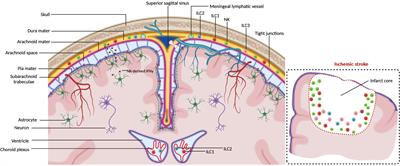 Innate Lymphoid Cells in the Central Nervous System